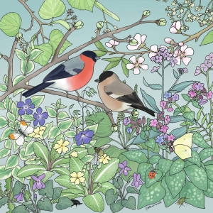Flora & Fauna Spring Bullfinches